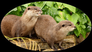 Two otters in front of green leaves