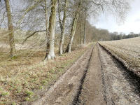 Farm track on sloping ground with trees to the left and a barren field to the right